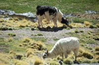 Chile 2016-11-18 10-02-31 (DSC_9470)